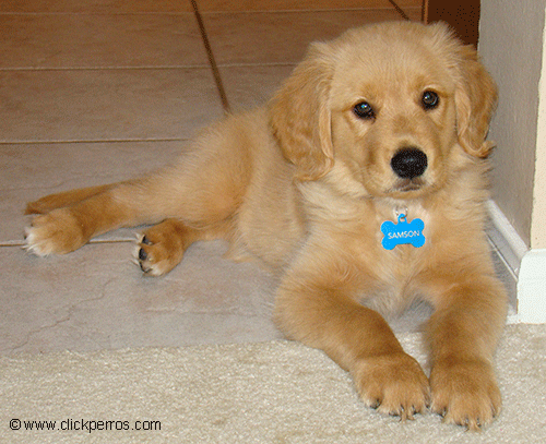 300 Nombres Para Perros Golden Retriever