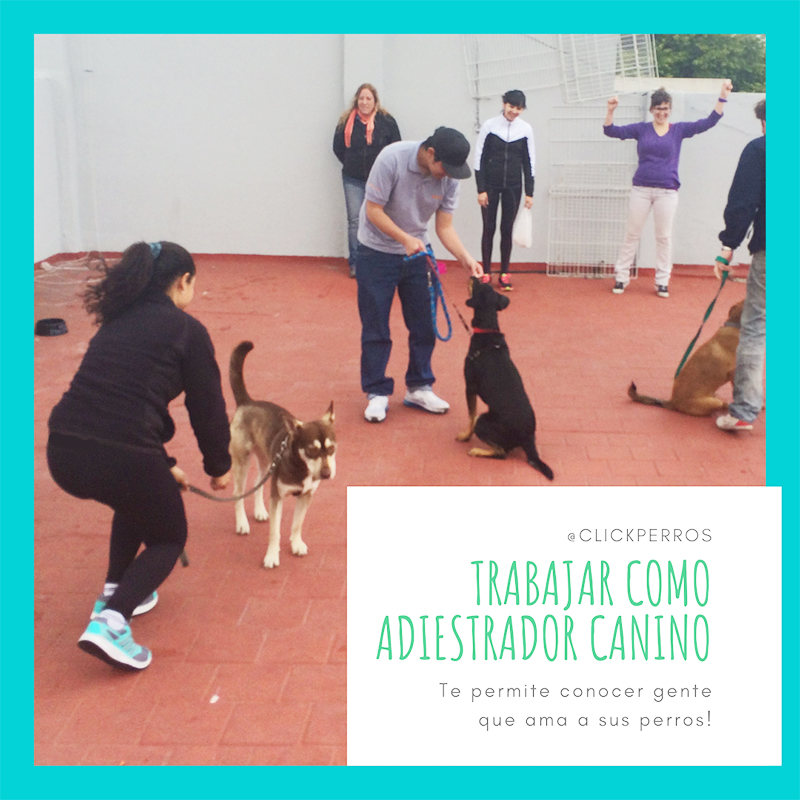 trabajar como adiestrador canino, curso de adiestrador canino