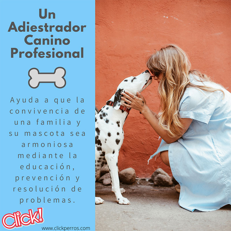 Curso de adiestrador canino profesional, certificación de adiestrador canino profesional, curso de adiestrador de perros, que estudiar para ser adiestrador canino