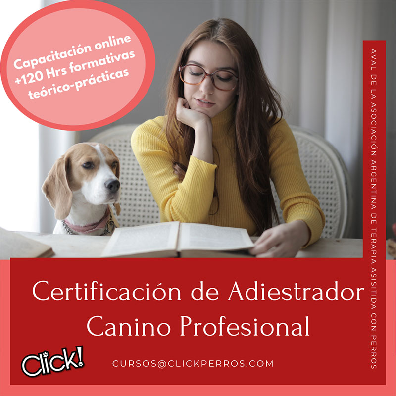 Curso de adiestrador canino profesional, que hay que estudiar para ser adiestrador canino, requisitos para ser adiestrador canino