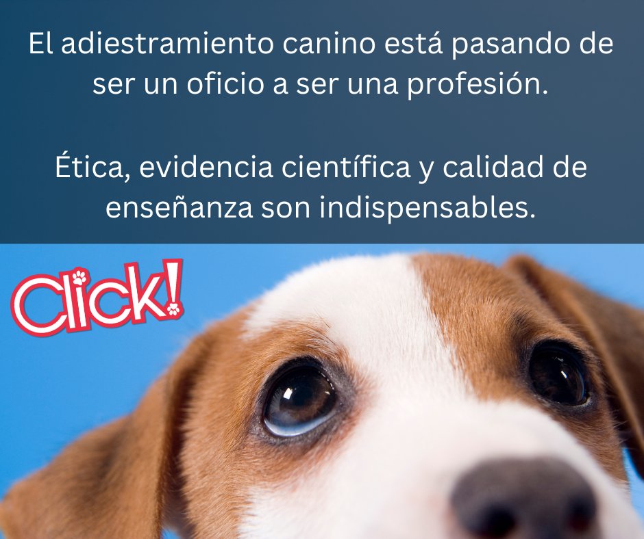 ¿Cuales son los requisitos para ser adiestrador canino profesiona? Muchas veces el camino para educarse en este rubro es confuso, por eso acá te contamos...