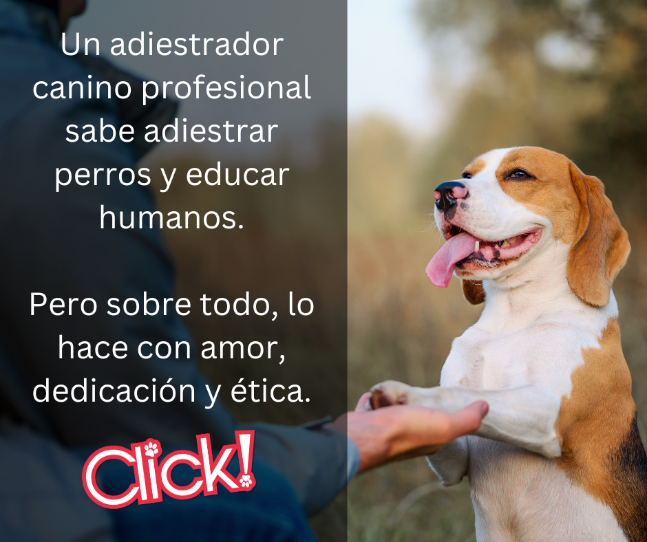 ¿Cómo ser adiestrador canino profesional? Hay muchas ventajas y desventajas de este trabajo y acá te contamos cómo...