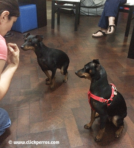 como adiestrar a un perro, 2 perros se sientan frente a su tutora