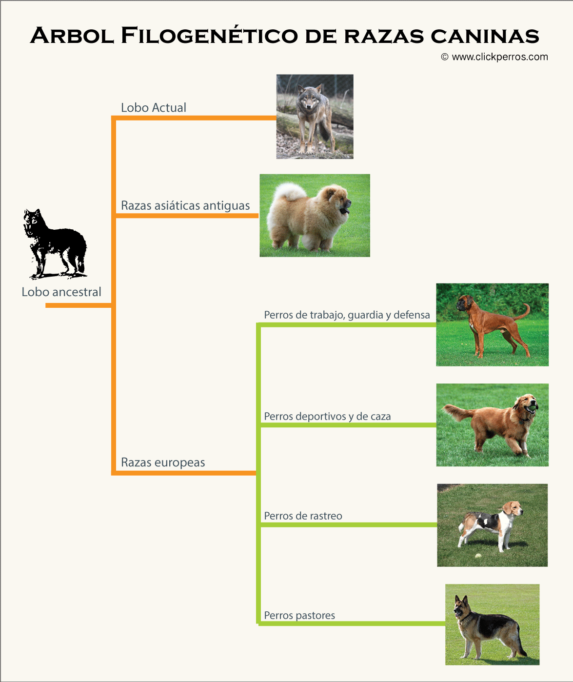 arbol filogenetico de razas caninas, nombre cientifico del perro, definicion de perro