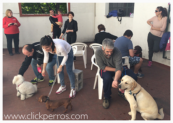 adiestramiento canino en palermo y recoleta