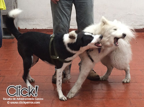 Cachorros Jugando