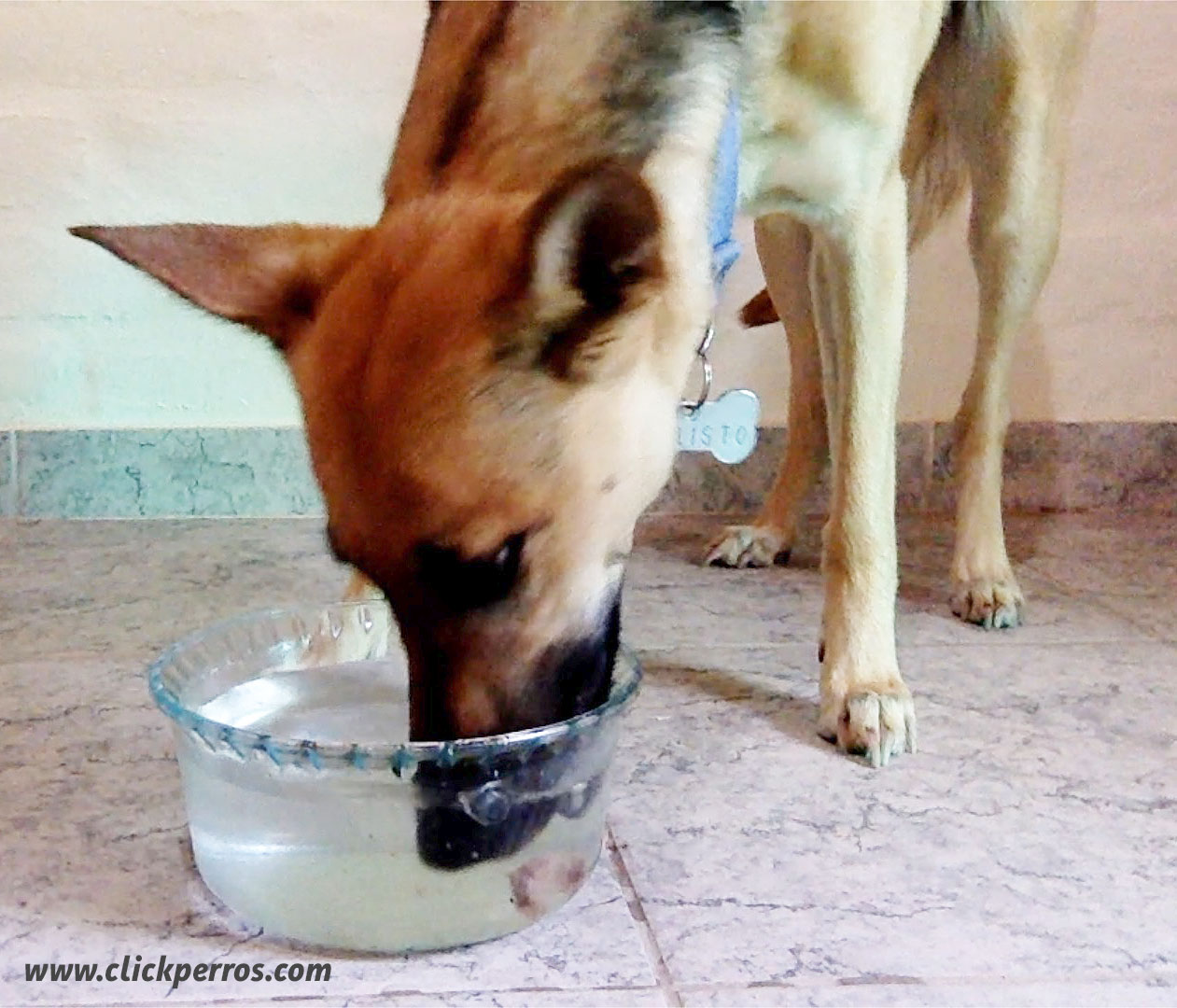 juegos para tu cachorro