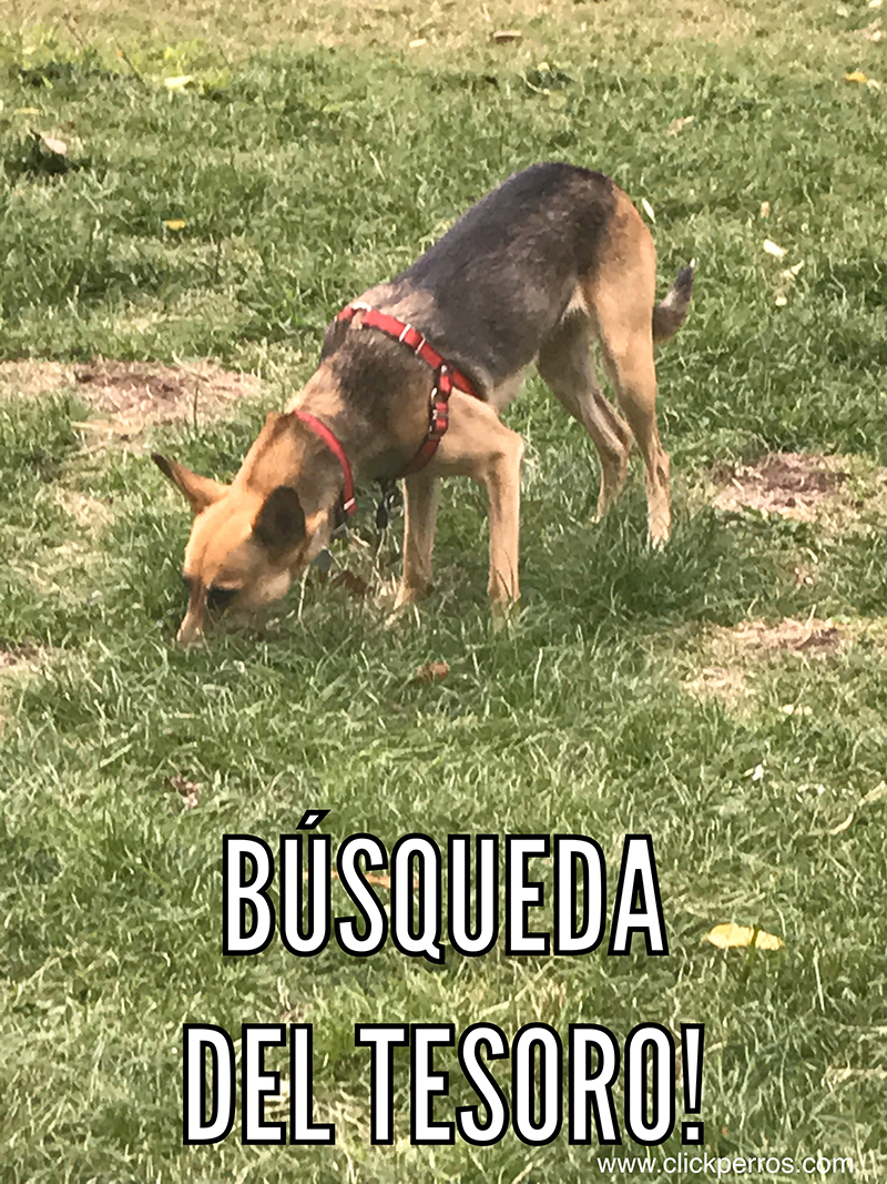 Adiestramiento canino argentina