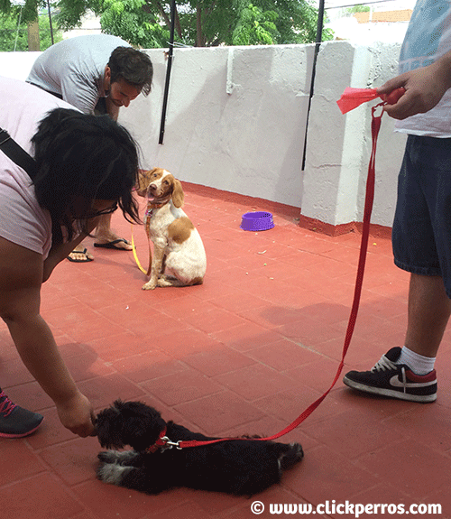 clases de adiestramiento canino