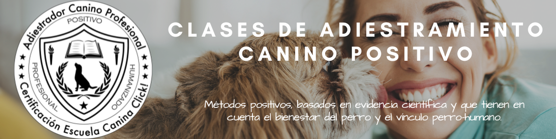 clases de adiestramiento para perros banner