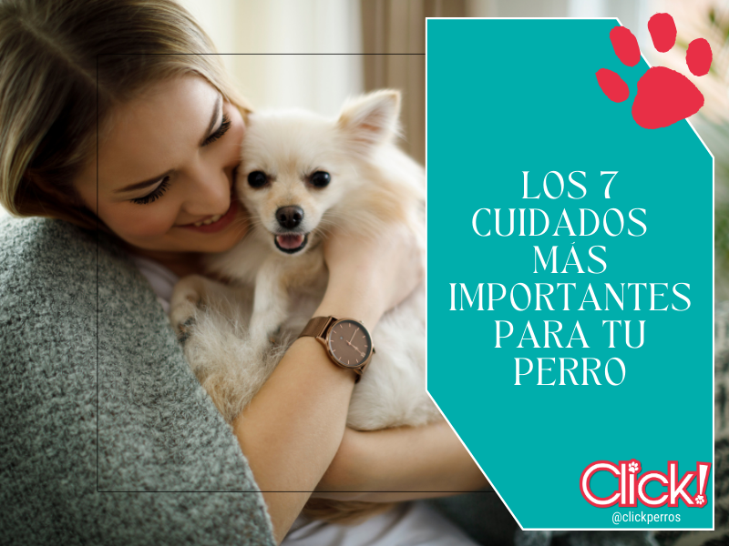 cuales son los cuidados del perro más importantes, como empezar a cuidar un perro