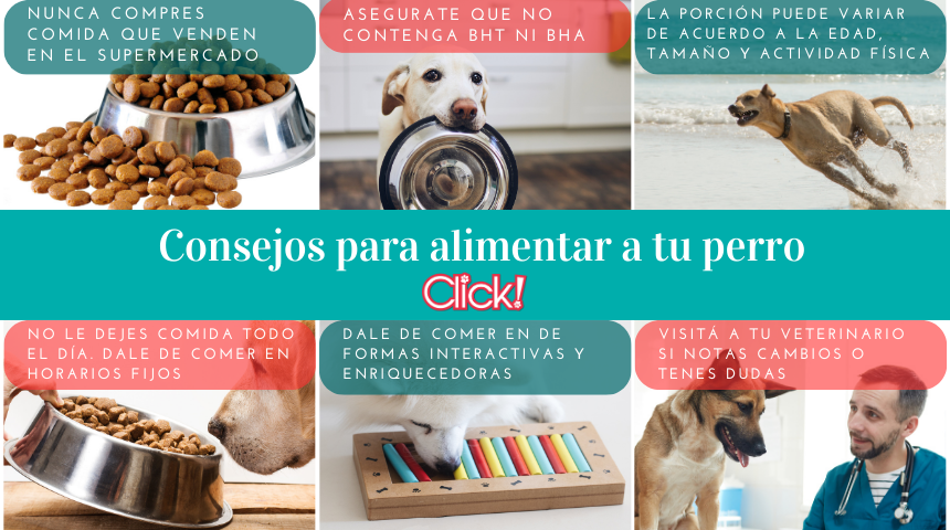 consejos alimentacion del perro, cuantas veces se le tiene que dar de comer al perro