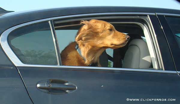 vacaciones con tu perro, viajar con perro en coche