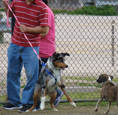 cómo corregir a un perro, una persona tira de la correa pero esto empeora la situación