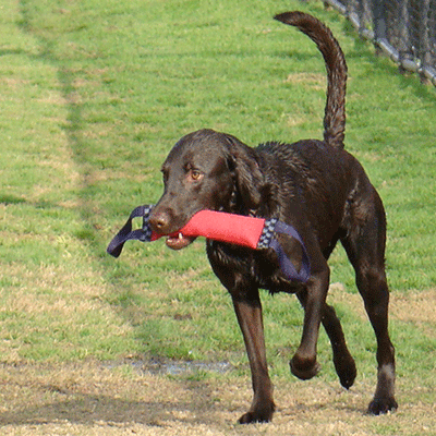 actividades para perros