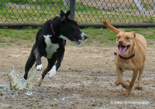 Nombres de perros pitbull