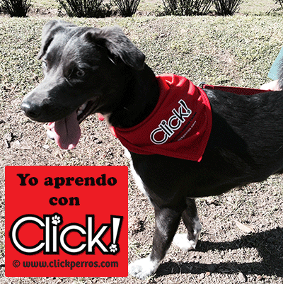 El nombre perros acá!