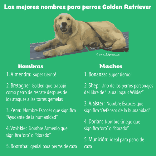 Nombres para perros golden retriever