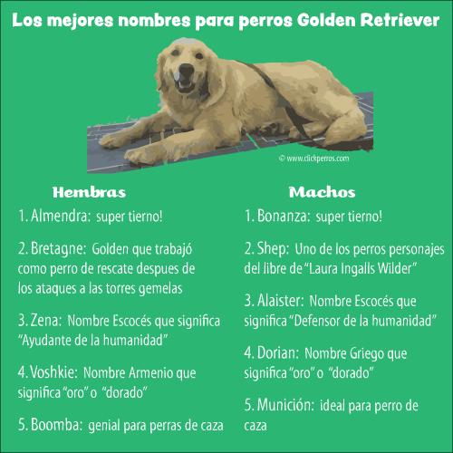 Manto A tientas Tecnología 300 Nombres para Perros Golden Retriever