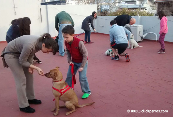 clases de adiestramiento canino en villa del parque