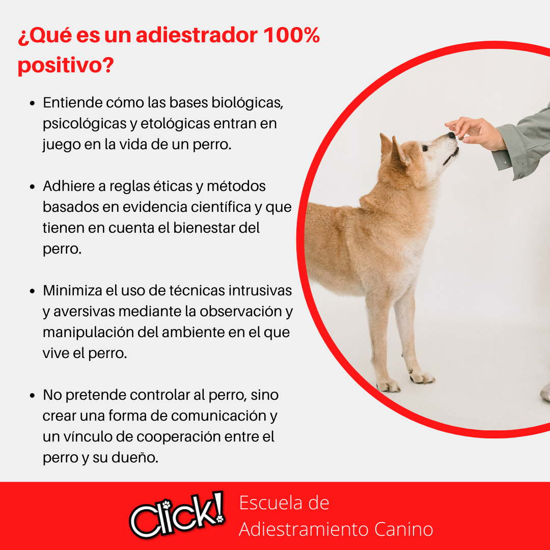 mitos sobre el adiestramiento canino, adiestramiento canino positivo, que es el adiestramiento canino positivo