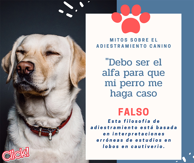 mitos sobre el adiestramiento canino, dominancia en perros, perro alfa