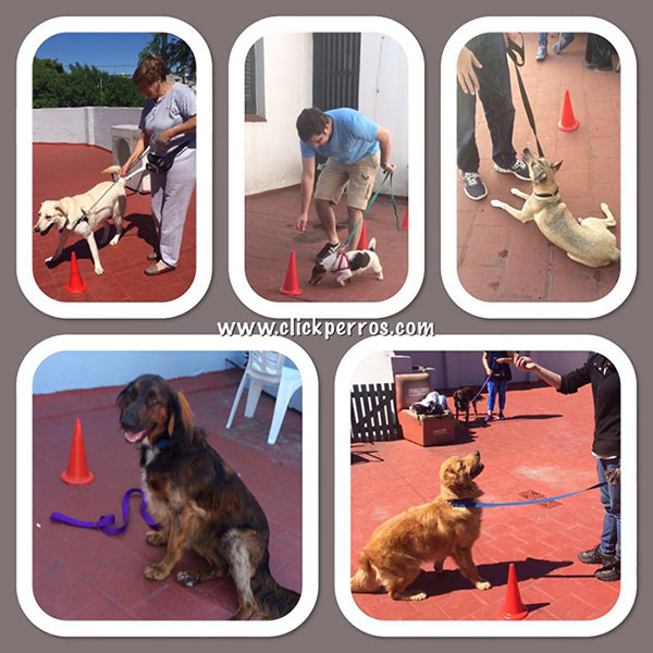 adiestramiento canino