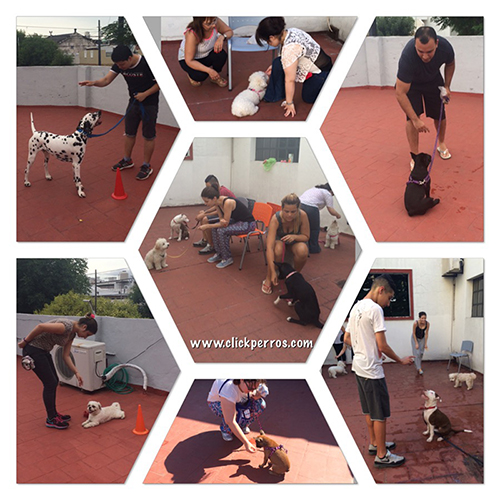 Adiestramiento canino en villa del parque, devoto, agronomia