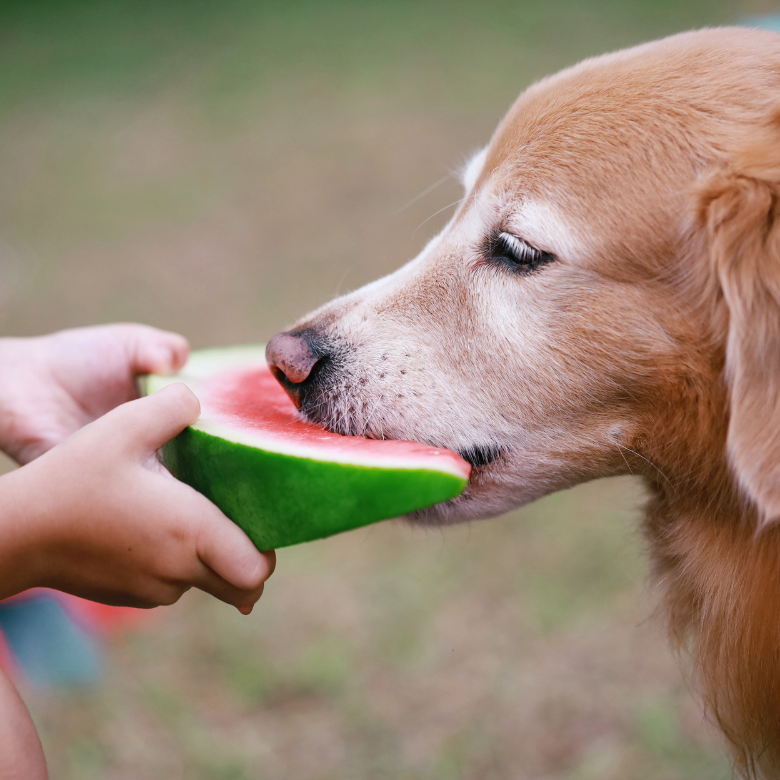 perro comiendo sandía