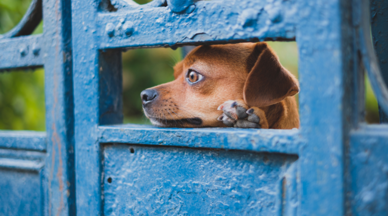 perro mira a traves de la puerta