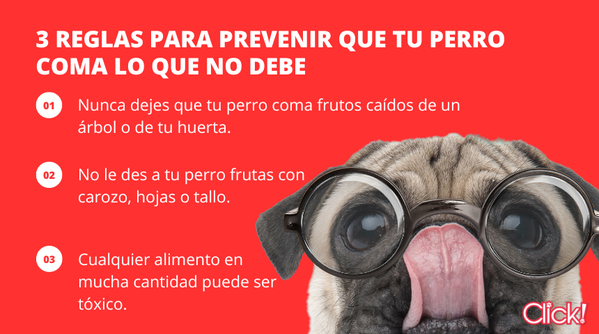 3 reglas para que tu perro no coma lo que no debe