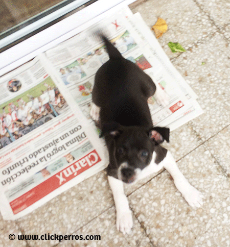 Cachorro mestizo de 2 meses hace pis afuera