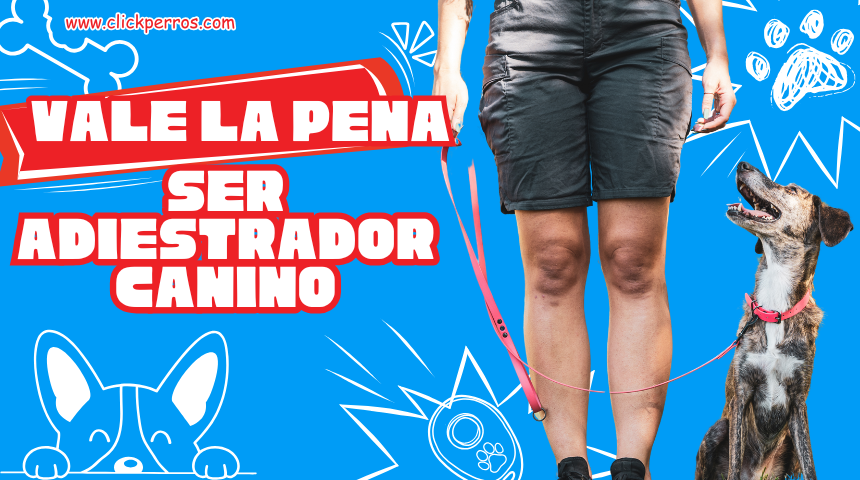 vale la pena ser adiestrador canino, como ser entrenador de perros, que estudiar para ser adiestrador de perros