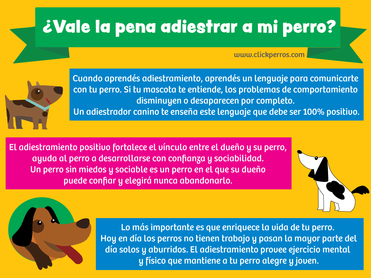 Entrenar a tu perro puede ser costos y a veces peligroso si el adiestrador no está certificado. Sin embargo, educar a tu cachorro es tan beneficioso e importante como vacunarlo.